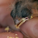 Tiere Vogel Nestling D31_6138 Kopie.jpg   26.04